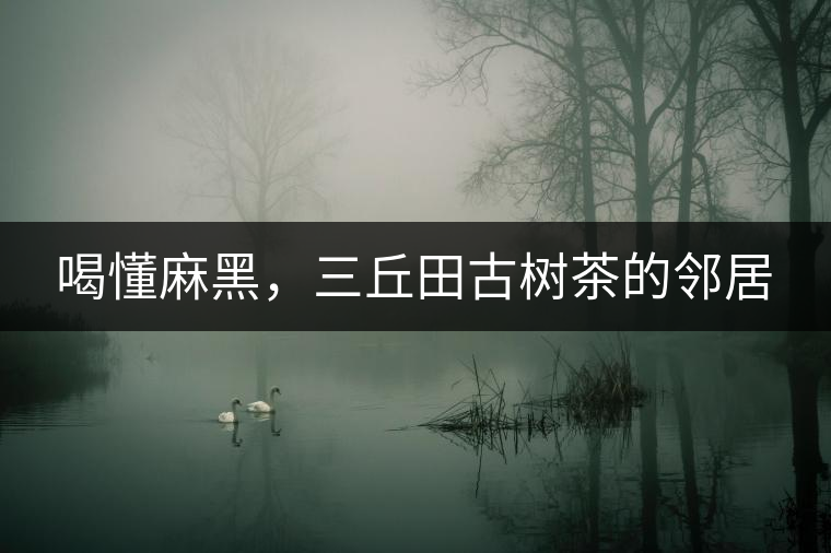 喝懂麻黑，三丘田古樹茶的鄰居