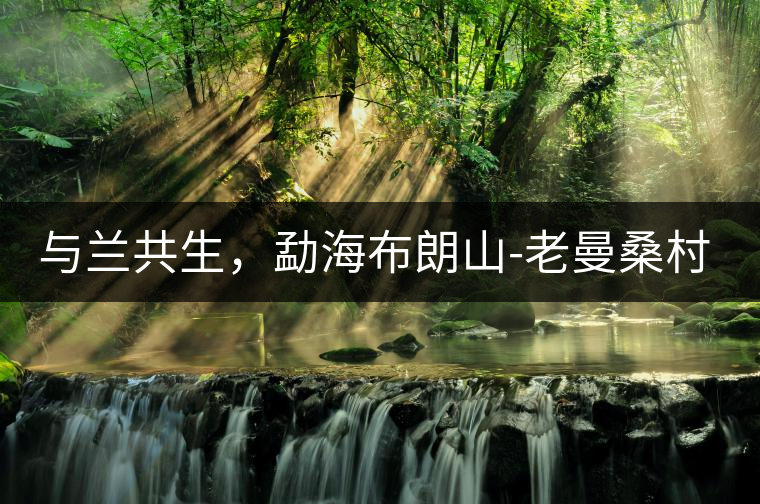 與蘭共生，勐海布朗山-老曼桑村特點(diǎn)介紹