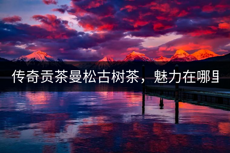 傳奇貢茶曼松古樹茶，魅力在哪里？