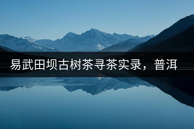 易武田壩古樹茶尋茶實(shí)錄,普洱茶的密碼 易武田壩古樹茶尋茶實(shí)錄,普洱茶的密碼