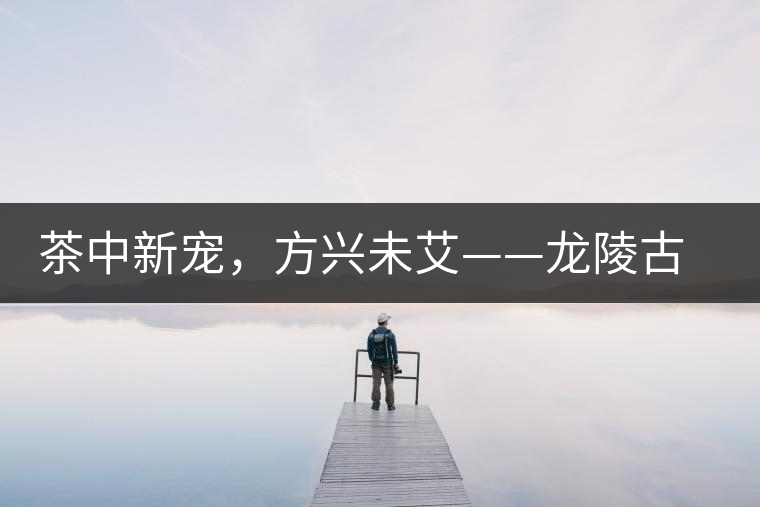 茶中新寵，方興未艾——龍陵古樹茶介紹