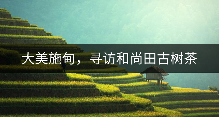 大美施甸，尋訪和尚田古樹茶