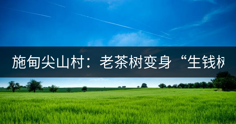 施甸尖山村:老茶樹變身“生錢樹” 施甸尖山村:老茶樹變身“生錢樹”