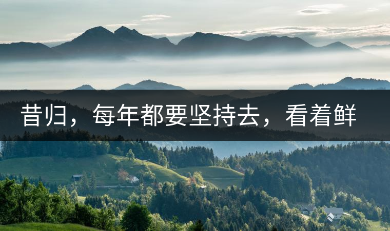 昔歸，每年都要堅持去，看著鮮葉都是香甜的