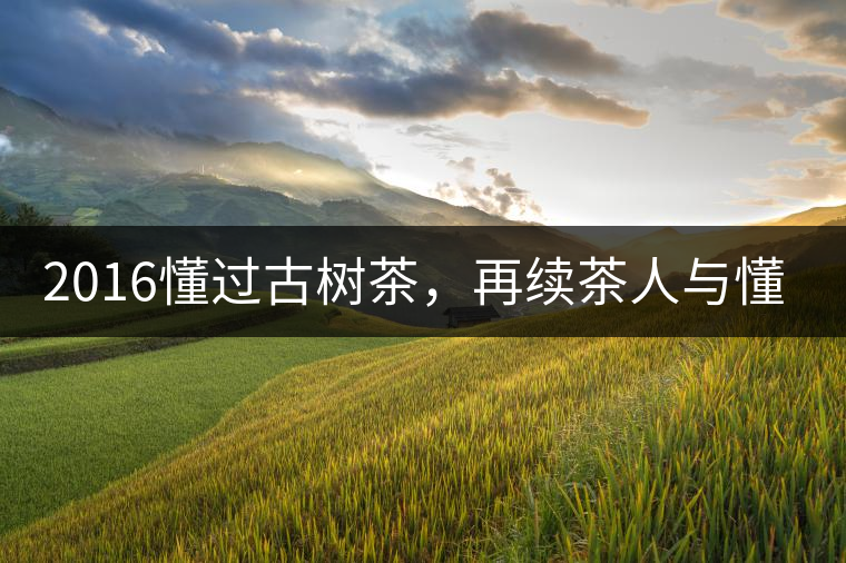 2016懂過古樹茶，再續(xù)茶人與懂過的故事