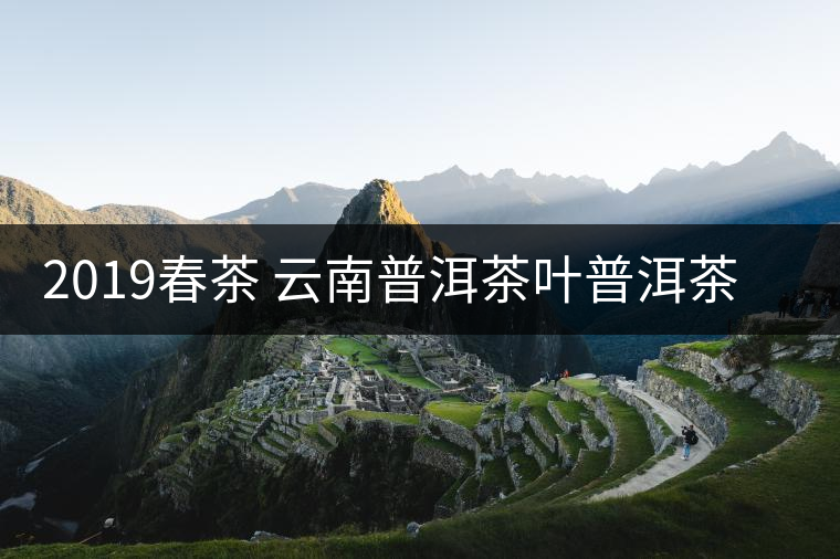 2019春茶 云南普洱茶葉普洱茶生茶餅茶 百花箐潭高桿古樹純料生茶