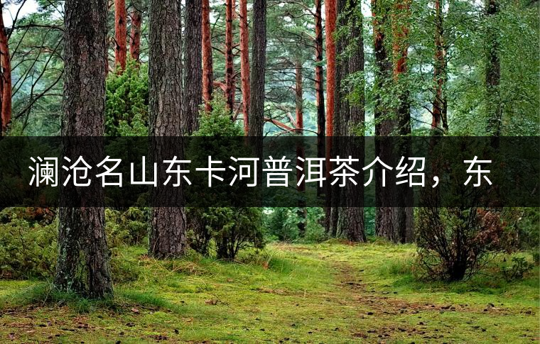 瀾滄名山東卡河普洱茶介紹，東卡河古樹茶口感特點