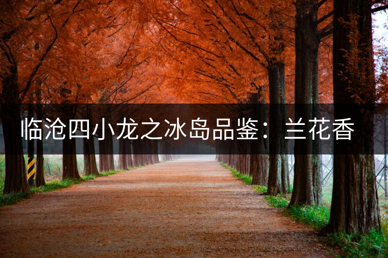 臨滄四小龍之冰島品鑒：蘭花香，冰糖甜