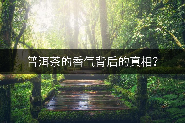 普洱茶的香氣背后的真相？