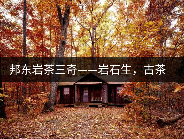 邦東巖茶三奇——巖石生，古茶韻，原野香
