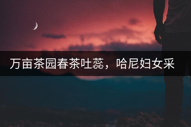 萬畝茶園春茶吐蕊，哈尼婦女采茶忙