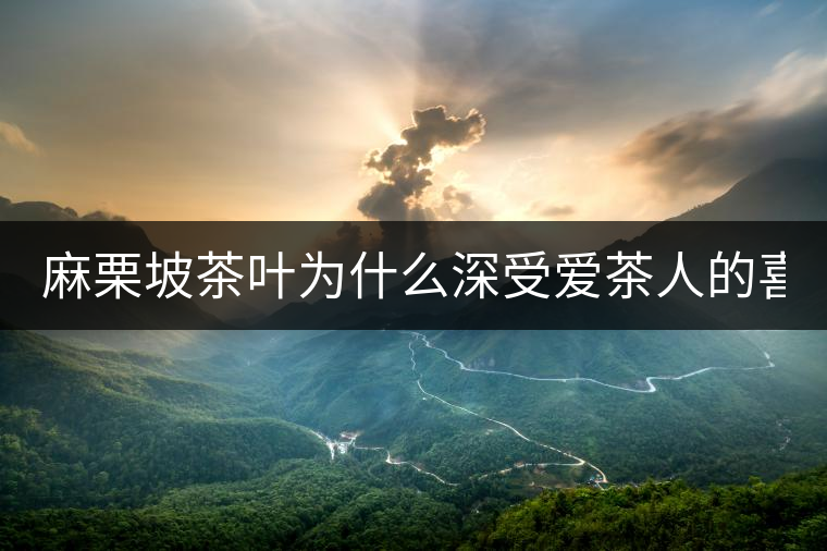 麻栗坡茶葉為什么深受愛茶人的喜愛？