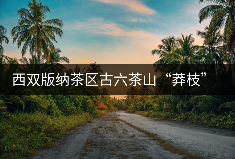 西雙版納茶區(qū)古六茶山“莽枝”古樹茶特點(diǎn)講解