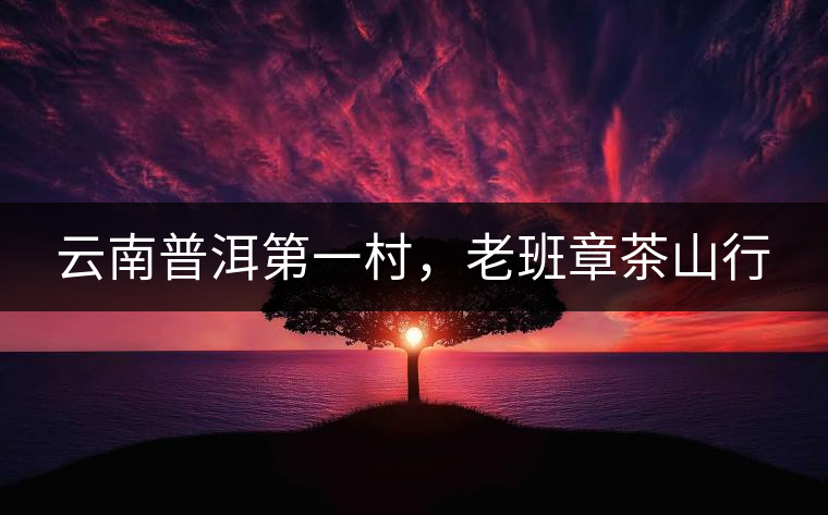 云南普洱第一村，老班章茶山行
