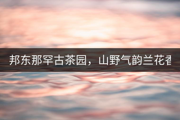 邦東那罕古茶園，山野氣韻蘭花香！