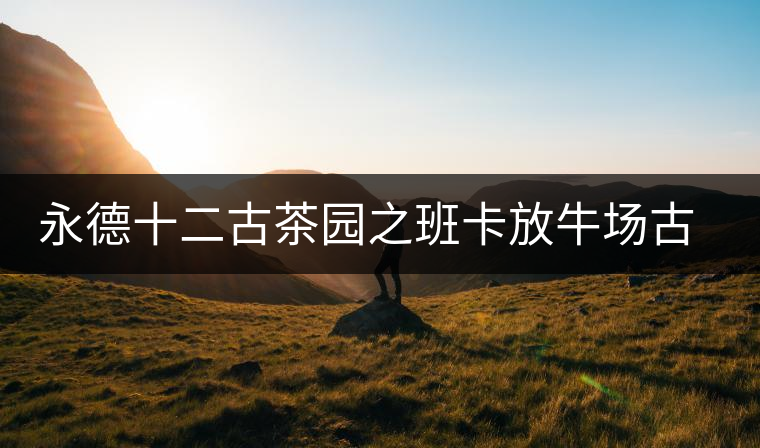 永德十二古茶園之班卡放牛場古樹茶特點(diǎn)介紹 永德十二古茶園之班卡放牛場古樹茶特點(diǎn)介紹