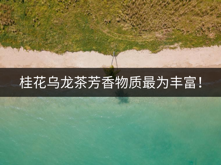 桂花烏龍茶芳香物質(zhì)最為豐富！