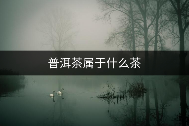 普洱茶屬于什么茶
