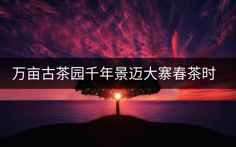 萬(wàn)畝古茶園千年景邁大寨春茶時(shí)節(jié)好風(fēng)光