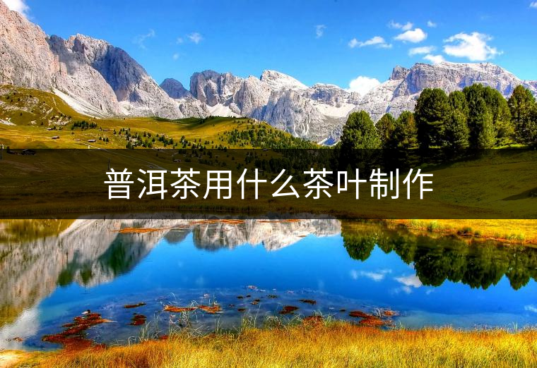 普洱茶用什么茶葉制作 普洱茶用什么茶葉制作