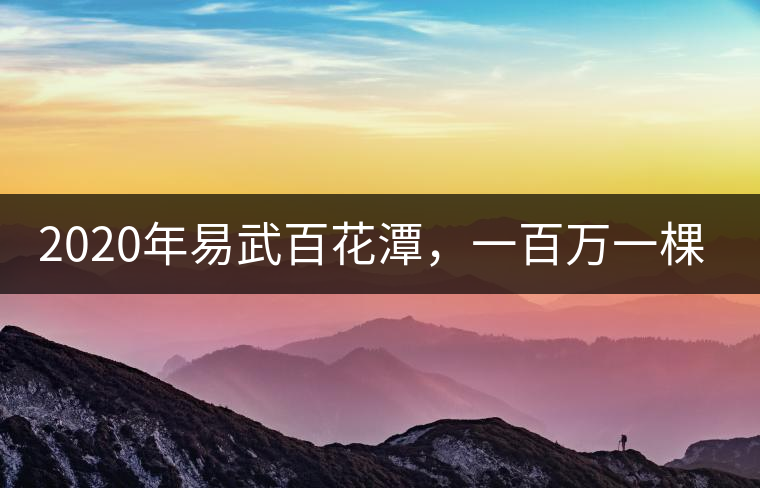 2020年易武百花潭，一百萬一棵樹-易武中聘號