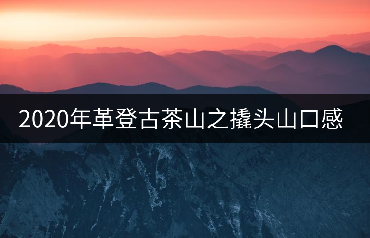 2020年革登古茶山之撬頭山口感-易武中聘號(hào) 2020年革登古茶山之撬頭山口感-易武中聘號(hào)