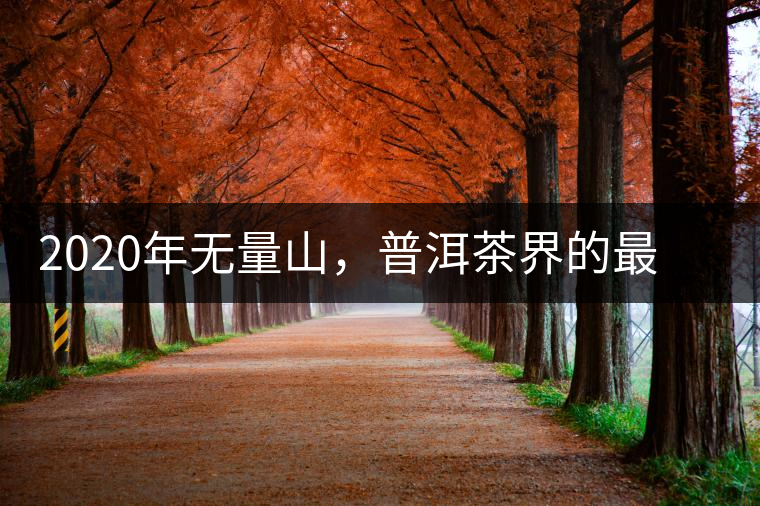 2020年無量山，普洱茶界的最后一匹“黑馬”-易武中聘號(hào)