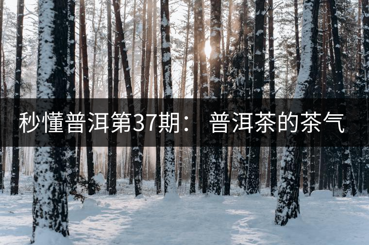 秒懂普洱第37期： 普洱茶的茶氣到底是什么？