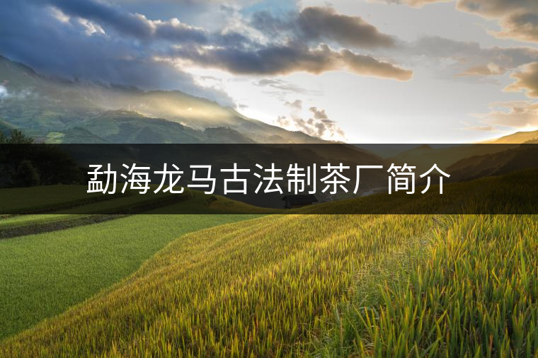 勐海龍馬古法制茶廠簡介 勐海龍馬古法制茶廠簡介