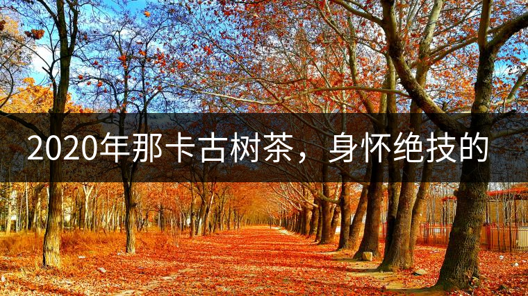 2020年那卡古樹茶，身懷絕技的“小班章” -易武中聘號