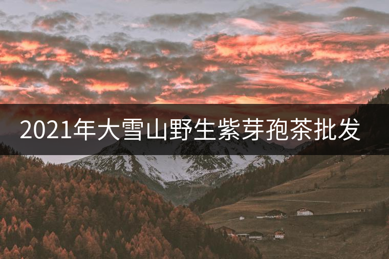 2021年大雪山野生紫芽孢茶批發(fā)價(jià)格多少錢一公斤？