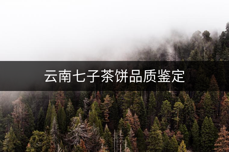 云南七子茶餅品質鑒定 云南七子茶餅品質鑒定