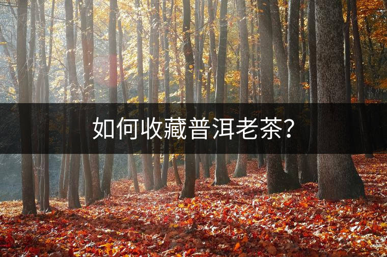如何收藏普洱老茶？