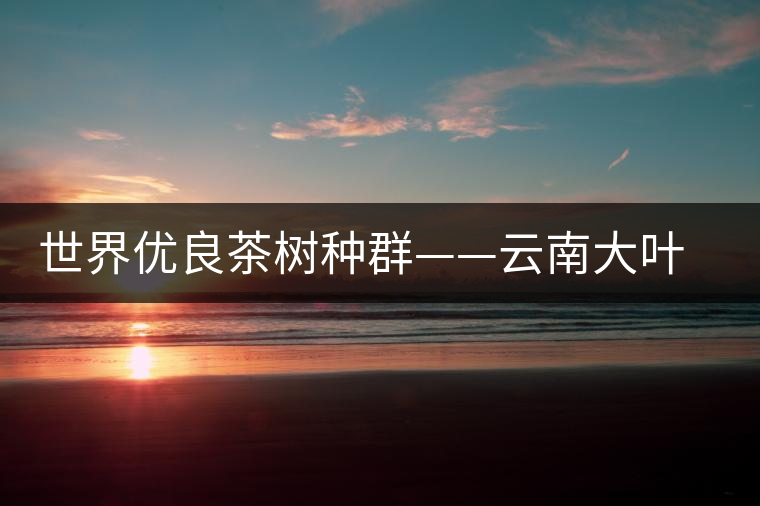 世界優(yōu)良茶樹種群——云南大葉種 世界優(yōu)良茶樹種群——云南大葉種