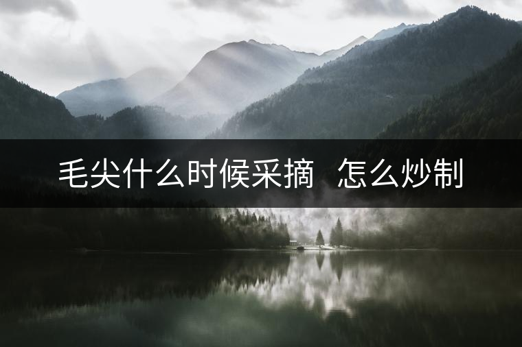 毛尖什么時候采摘   怎么炒制