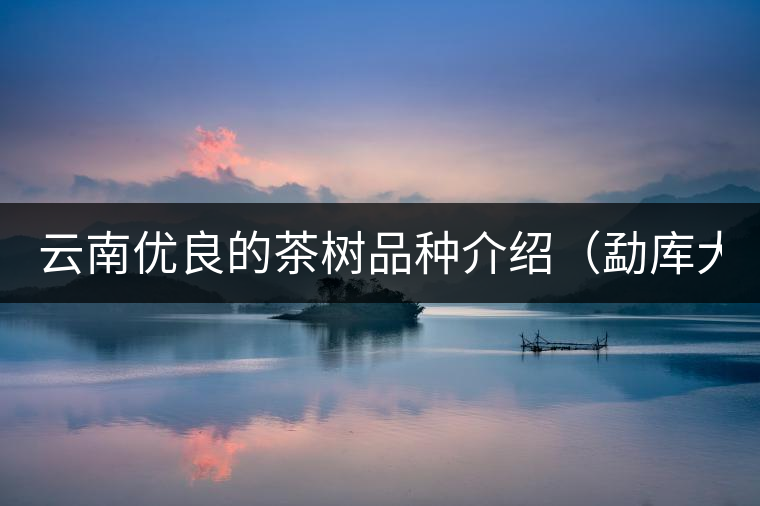 云南優(yōu)良的茶樹品種介紹(勐庫(kù)大葉茶) 云南優(yōu)良的茶樹品種介紹(勐庫(kù)大葉茶)