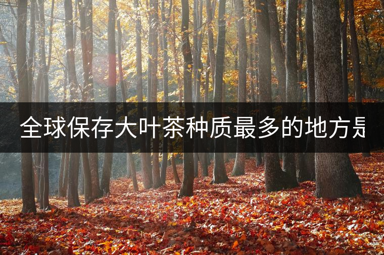 全球保存大葉茶種質(zhì)最多的地方是哪？