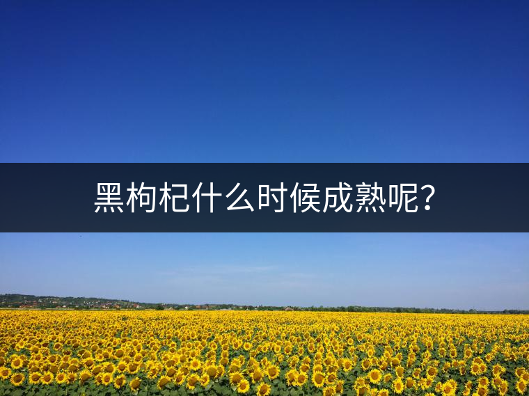 黑枸杞什么時(shí)候成熟呢？