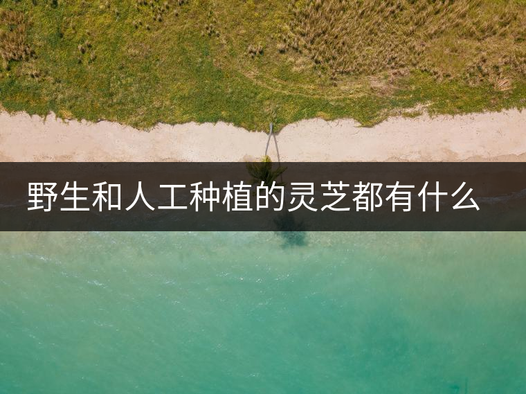 野生和人工種植的靈芝都有什么區(qū)別？