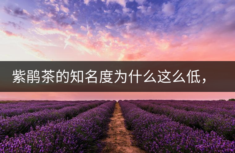 紫鵑茶的知名度為什么這么低，適合做成生茶還是熟茶？