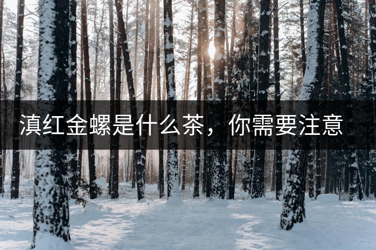 滇紅金螺是什么茶，你需要注意沖泡技巧
