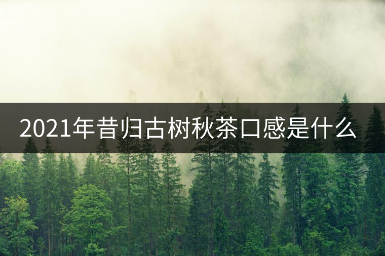 2021年昔歸古樹(shù)秋茶口感是什么？