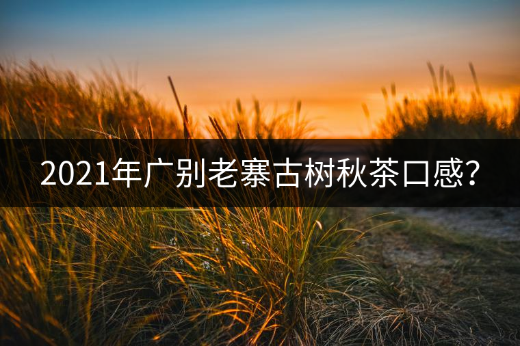 2021年廣別老寨古樹秋茶口感？