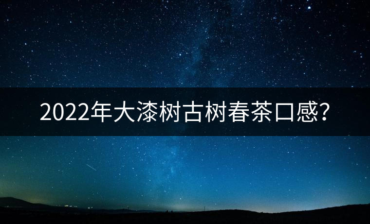 2022年大漆樹(shù)古樹(shù)春茶口感？