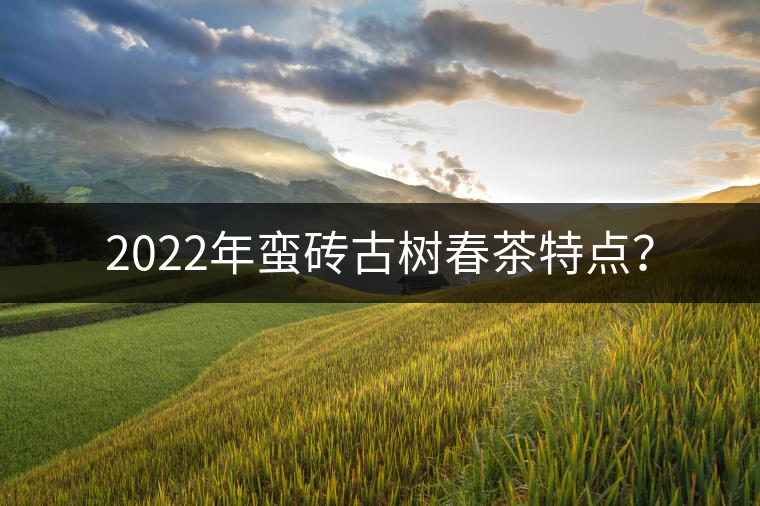 2022年蠻磚古樹春茶特點？