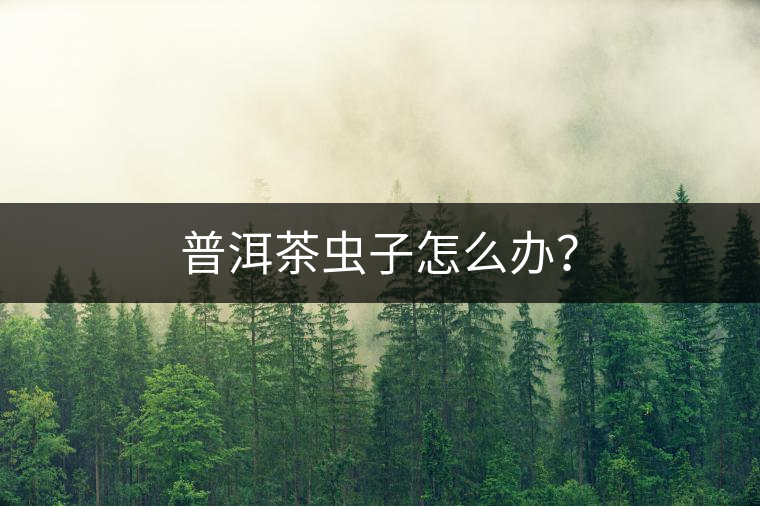 普洱茶蟲子怎么辦？