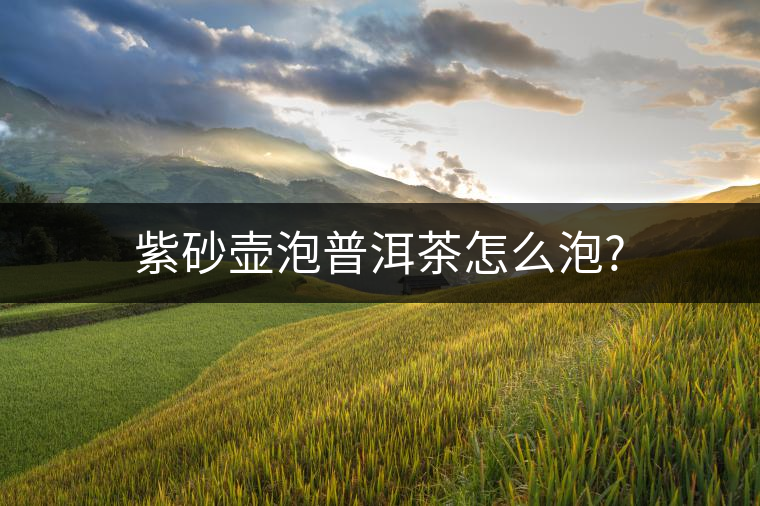 紫砂壺泡普洱茶怎么泡? 紫砂壺泡普洱茶怎么泡?