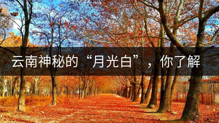 云南神秘的“月光白”，你了解多少？