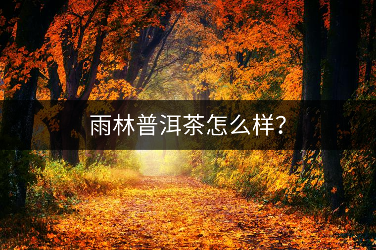 雨林普洱茶怎么樣？