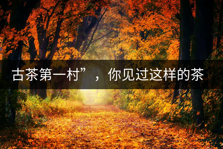 古茶第一村”，你見過這樣的茶樹嗎？